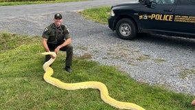 New York man facing charges after illegally owning 13-foot pet snake