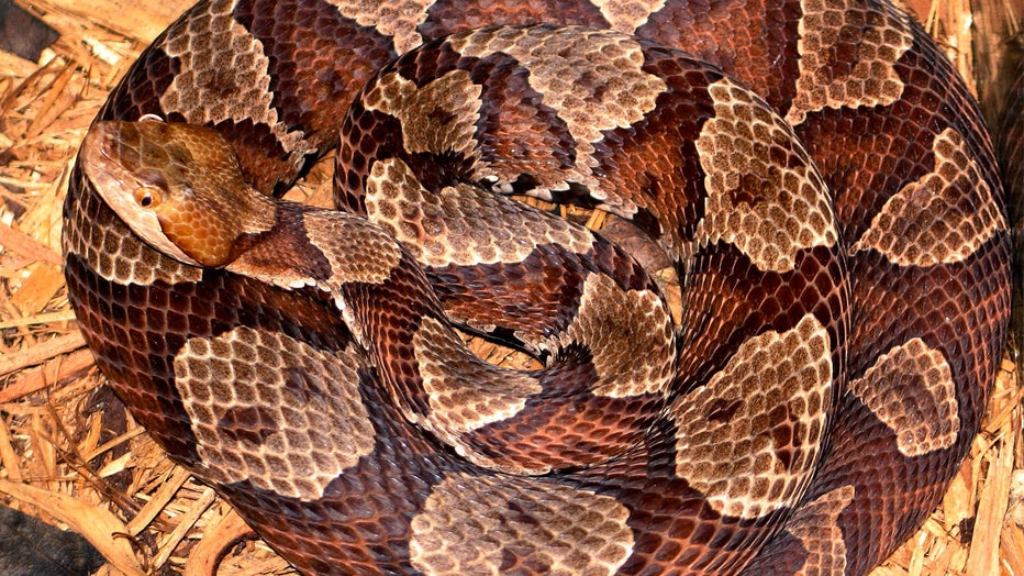 Northern copperhead snake (Agkistrodon contortrix mokasen), 2005. Image courtesy of Centers for Disease Control (CDC)/Edward J. Wozniak. (Photo by Smith Collection/Gado/Getty Images)