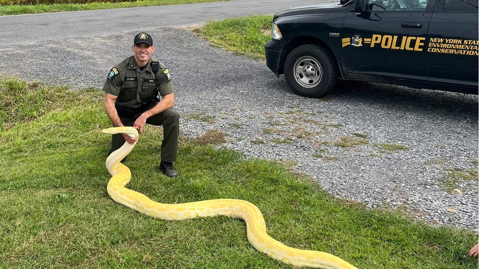 New York illegal pet snake (NYS Department of Environmental Conservation)