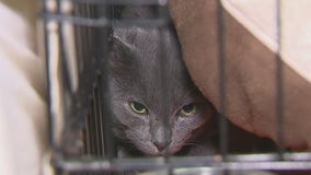 Overnight animal rescue brings pets to NYC shelter before Hurricane Milton