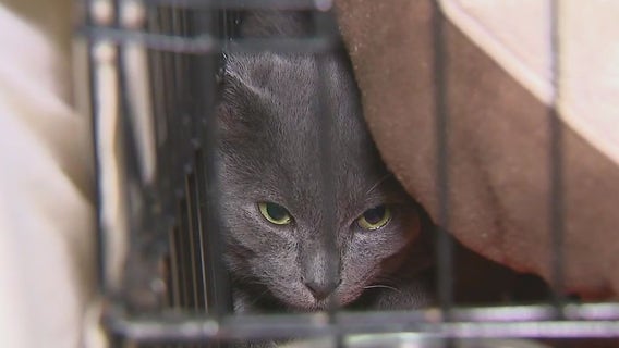Overnight animal rescue brings pets to NYC shelter before Hurricane Milton