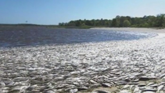 Algae blooms threaten Long Island wildlife and waterways