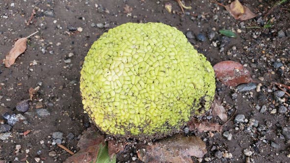 Odd fruit spotted on Upper East Side: What is an osage orange?