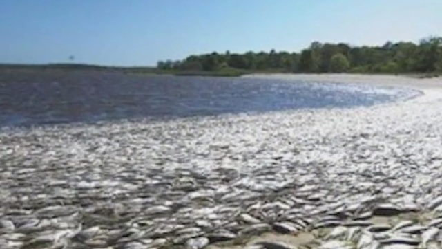 Algae blooms threaten Long Island wildlife and waterways