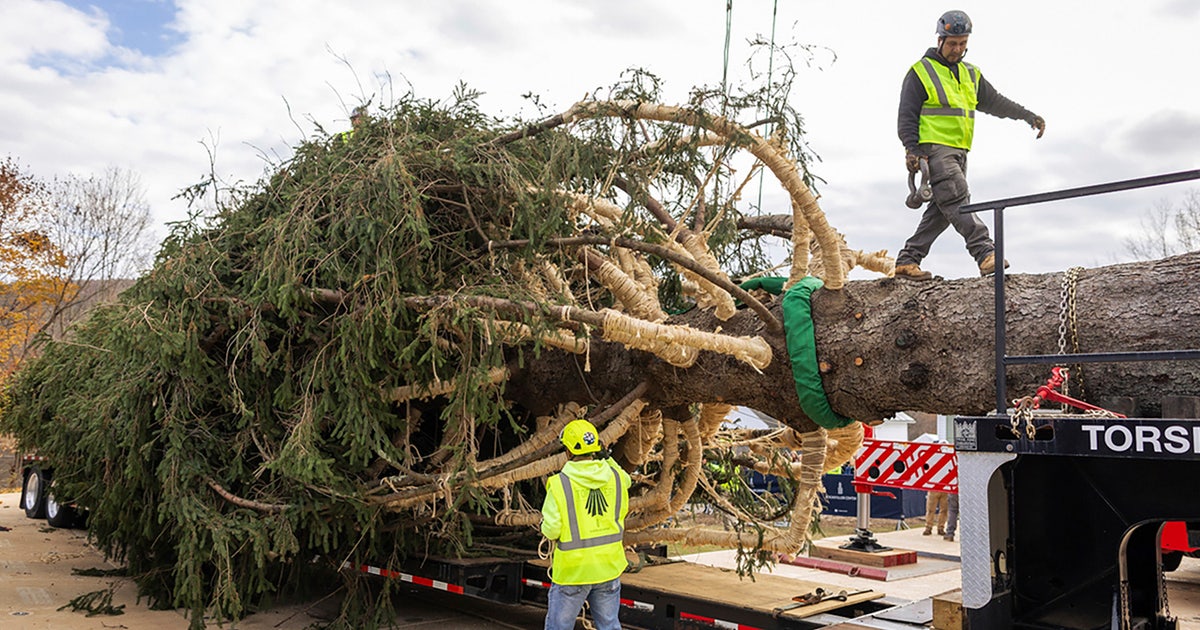 Apple Rockefeller Rockefeller Christmas tree begins its journey to the Big Apple | FOX 5 ...