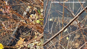 Unlikely visitor: Alligator found in New York creek