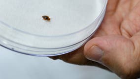 New York passes law requiring landlords to notify tenants of bed bug infestations