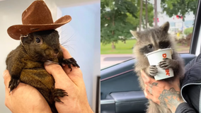 Peanut the squirrel seized, euthanized in NY state raid; Elon Musk reacts