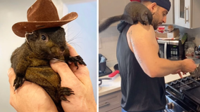 Peanut the squirrel seized, euthanized in NY state raid; Elon Musk reacts