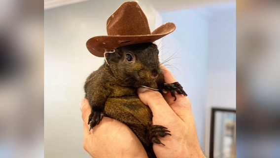 Instagram-famous pet squirrel Peanut seized by authorities in New York