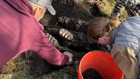 NY homeowner finds entire dinosaur jaw in backyard