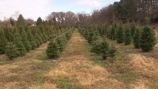 Uncovering the secrets for a long-lasting Christmas tree