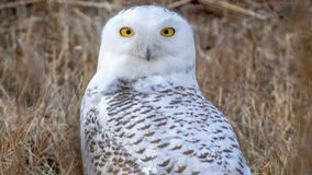 Stunning snowy owl spotted in Brooklyn for the first time in years