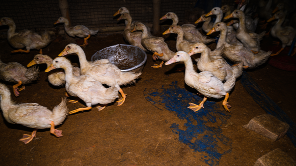 Over 100,000 birds euthanized at Long Island farm to contain bird flu outbreak