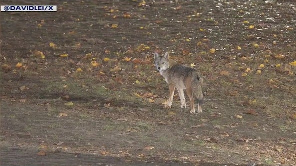 Coyote seen roaming parts of NYC: 'Multi-generational New Yorkers'