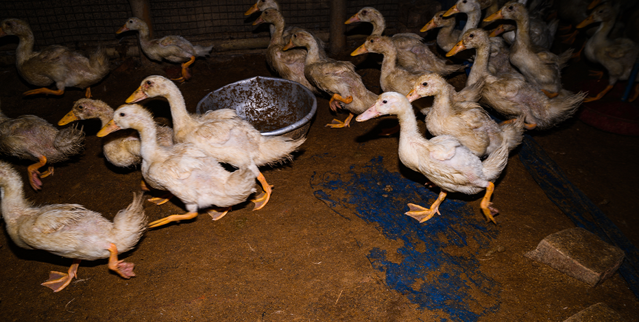Over 100,000 birds euthanized at Long Island farm to contain bird flu outbreak