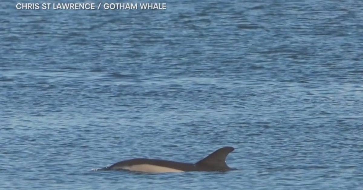 Dolphins spotted in NYC's East River | FOX 5 New York