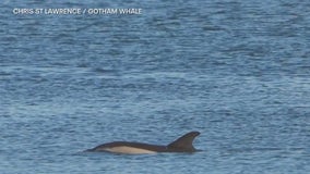 Dolphins make a splash to the East River: What’s bringing them back?