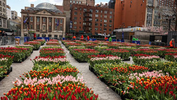 More than 150,000 colorful tulips expected in Union Square Sunday