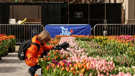 Everything to know about Tulip Day in NYC, spring, daylight saving