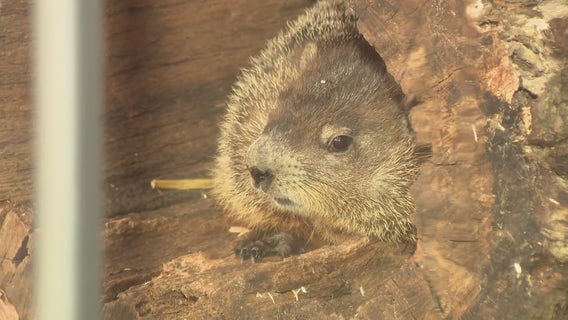 Staten Island Chuck's 2025 Groundhog Day prediction doesn't match Phil's
