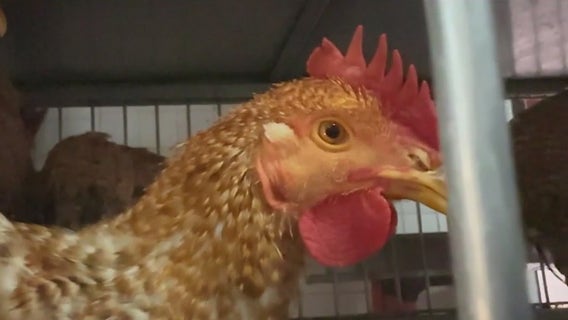 Bird flu found markets in Bronx, Brooklyn, and Queens, Hochul says