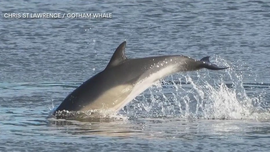 Dolphins Spotted In NYC s East River FOX 5 New York Dolphins Spotted In NYC s East River FOX 5 New York
