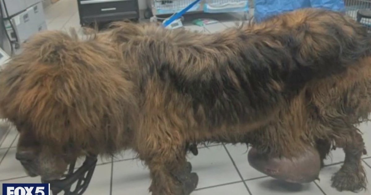 $5,000 reward offered to find person who abandoned sick dog in Rockland ...