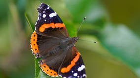 US butterfly populations declining at 'catastrophic' rate—experts warn it's a 'bad sign for us'