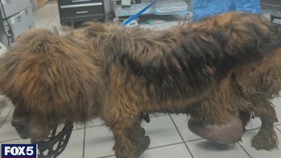 Dog tied to tree and abandoned in Rockland County: $5,000 reward offered to find culprit