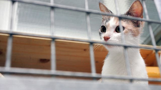 Bird flu detected in 3 NYC cats who came in contact with 'Savage Cat Food'