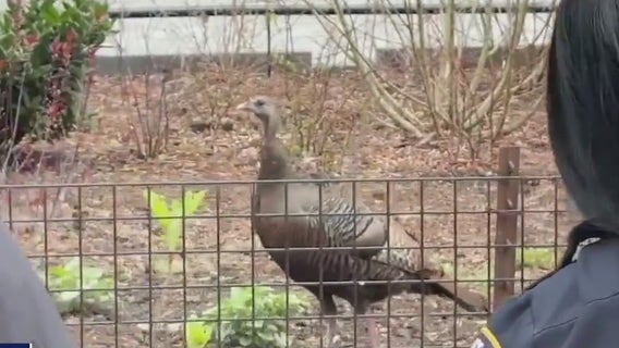 Roosevelt Island turkey 'Rosie' spotted searching for a mate in Manhattan