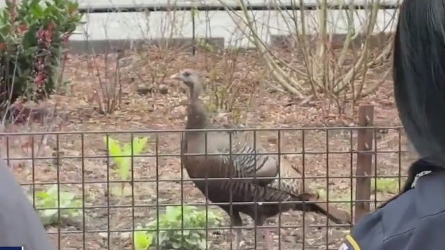 Roosevelt Island turkey 'Rosie' spotted searching for a mate in Manhattan