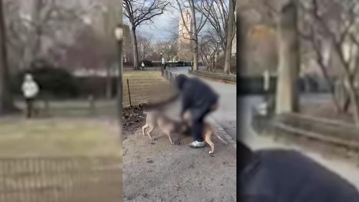 Pit bulls in UWS attack allegedly killed dog months earlier in Central Park