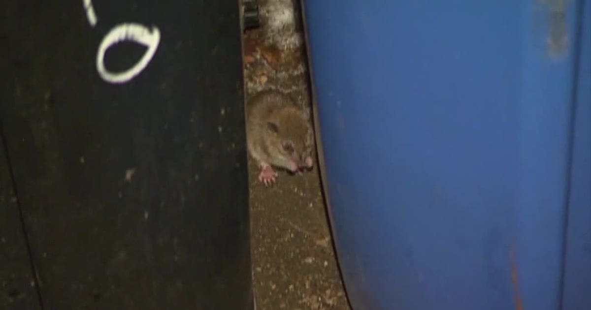 Time Square Rats Meet the city’s new 'rat pack': Fighting rodents with facts, not traps ...