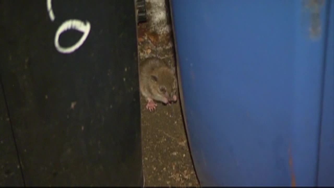 RATS Meet the city's new 'rat pack': Fighting rodents with facts, not