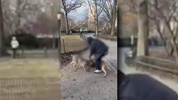 Pit bulls in UWS attack allegedly killed dog months earlier in Central Park