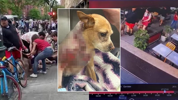 Owners demand action after pit bulls maul service dog on NYC street l Caught on camera