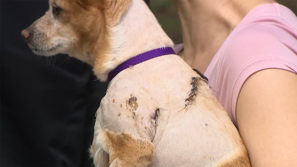 New NY law would hold owners accountable after pit bulls attack tiny dog