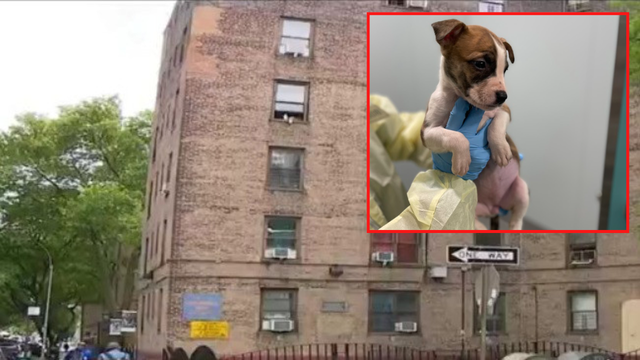 Medical examiner says Queens baby was not mauled to death by dog