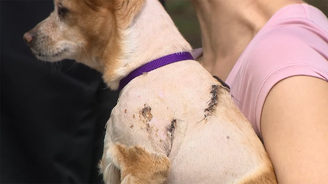 Owner of pit bulls that attacked a chihuahua ordered to turn his dogs over to the NYPD