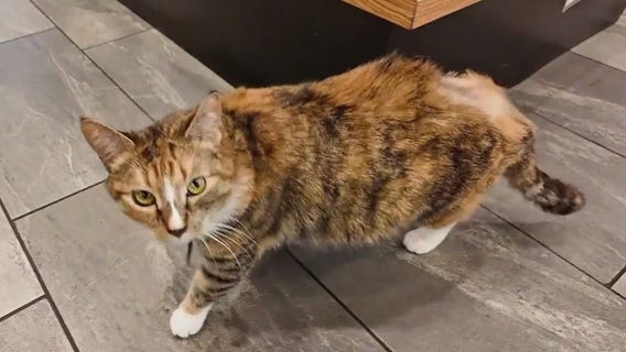 NYC aims to legalize bodega cats ‘fur-real’ this time