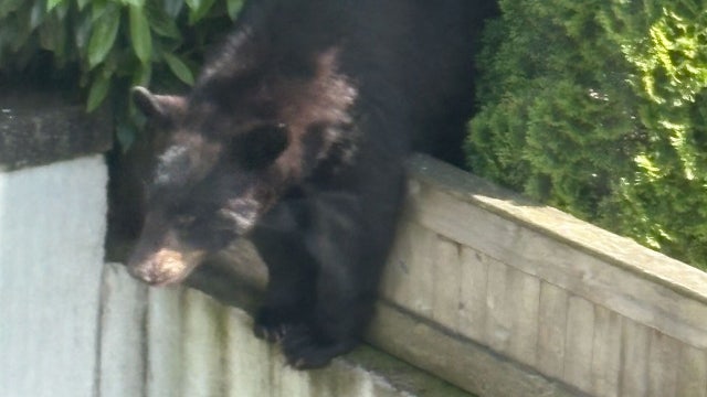 Police kill Westchester County black bear; community outraged