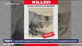 NYC shop cat mauled by pit bulls as owner 'cheered'