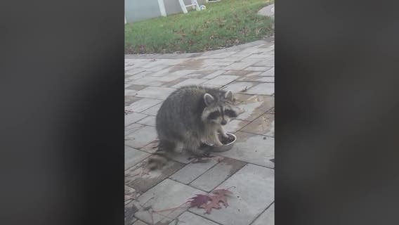 Rabies declared ‘imminent public health threat’ in Nassau County