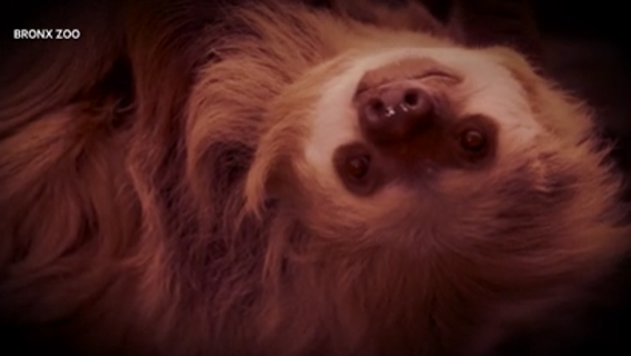 The Bronx Zoo World of Darkness exhibit is back after nearly 20 years