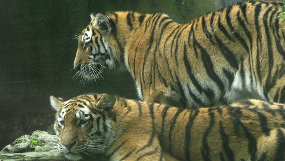 Zoo asks for small pet donations to feed predators