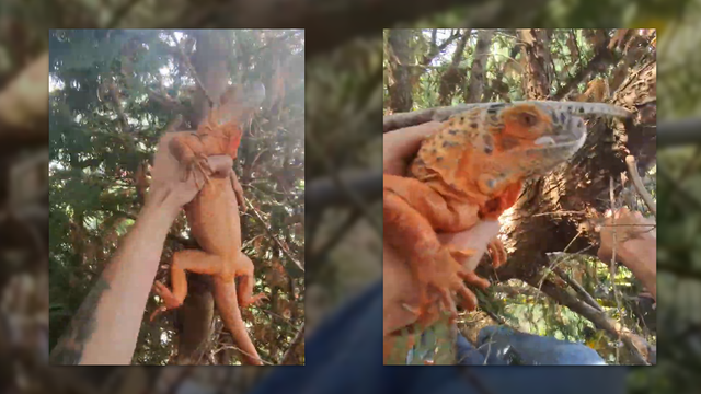 Iguana spotted on power lines, saved by animal rescuer in Long Island