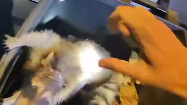 Long Island trash panda freed after days with head stuck in jar | WATCH