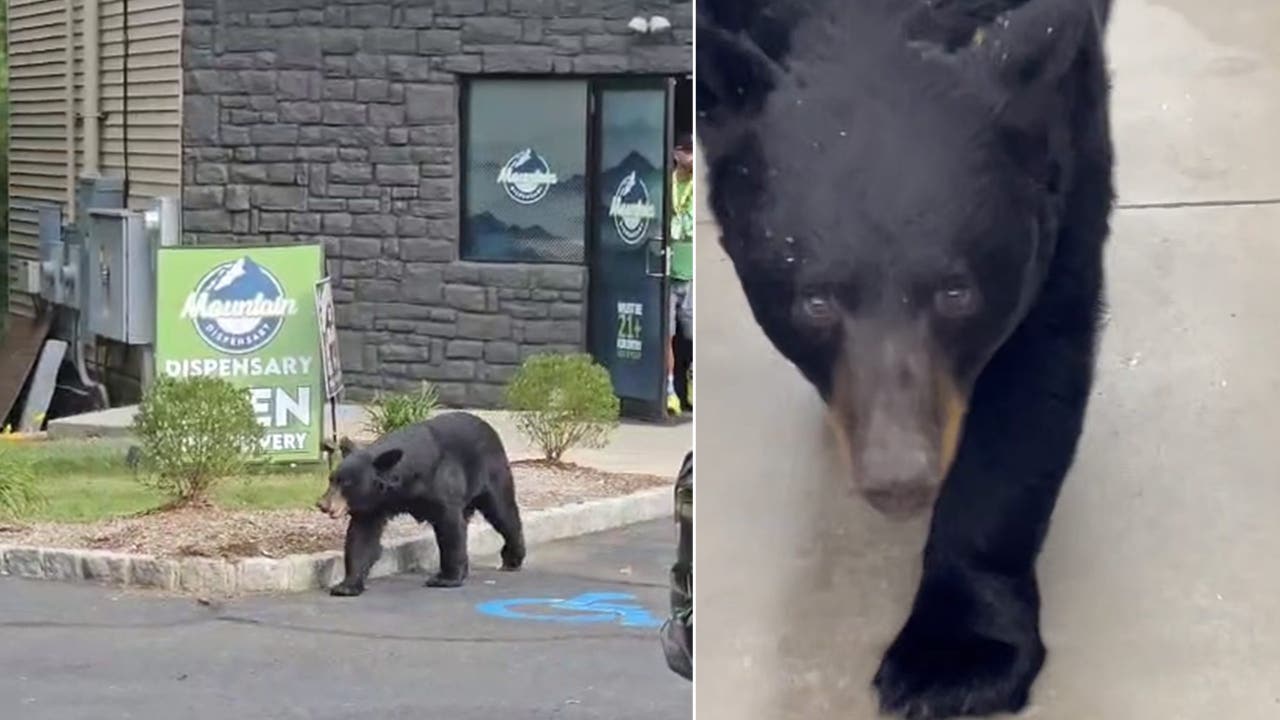 NJ bear attacks 90-year-old Dollar General customer, dog, chases